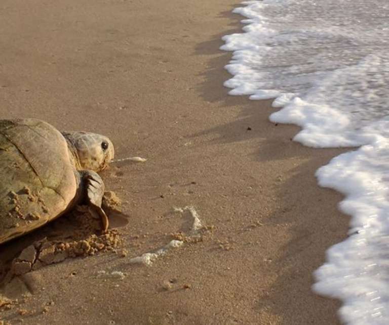 Bush And Beach trip - alternative tour available