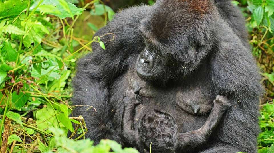  3 days Bwindi Gorilla Tracking Safari - Primate World Safaris (u) Ltd - Uganda - Image 3