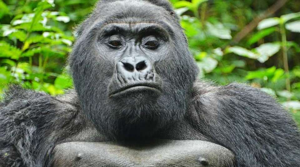  3 days Bwindi Gorilla Tracking Safari - Primate World Safaris (u) Ltd - Uganda - Image 1