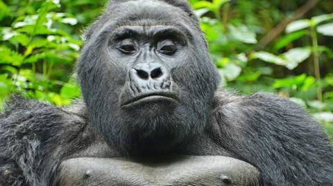 Gorilla And Chimpanzee Tracking Tour: 3 Days Bwindi Gorilla Tracking Safari