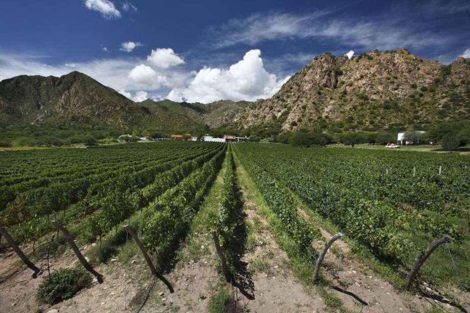 Cafayate Day Tour from Salta - Tangol Tours - Argentina - Image 4