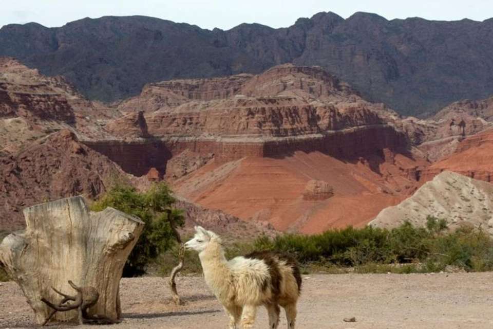 Cafayate Day Tour from Salta - Tangol Tours - Argentina - Image 9