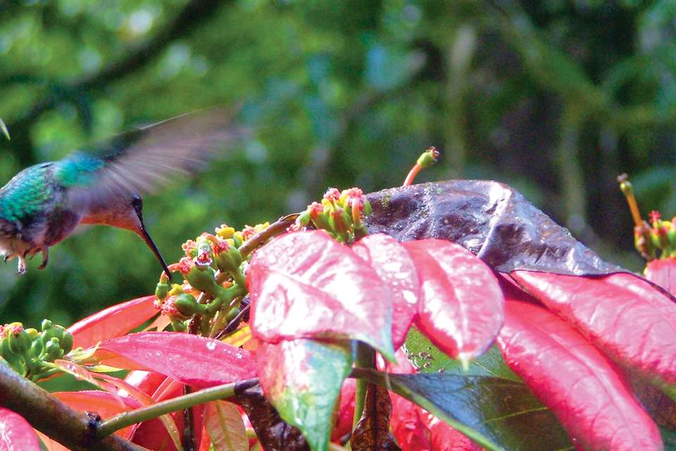 Cafe Colombia - Intrepid Travel - Colombia