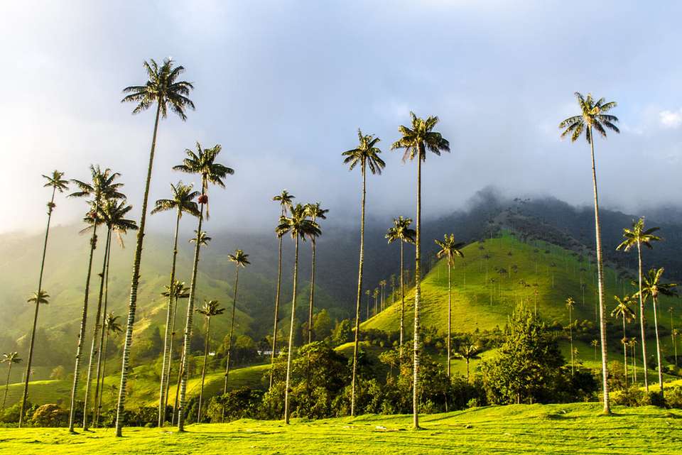 Cafe Colombia - Intrepid Travel - Colombia