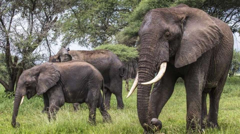 Wildebeest Migration Safari | 8 Days - Expect In Africa Safari - Tanzania - Image 2