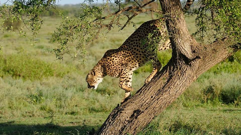 Wildebeest Migration Safari | 8 Days - Expect In Africa Safari - Tanzania - Image 3