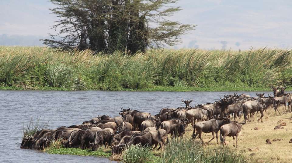 Wildebeest Migration Safari | 8 Days - Expect In Africa Safari - Tanzania - Image 4