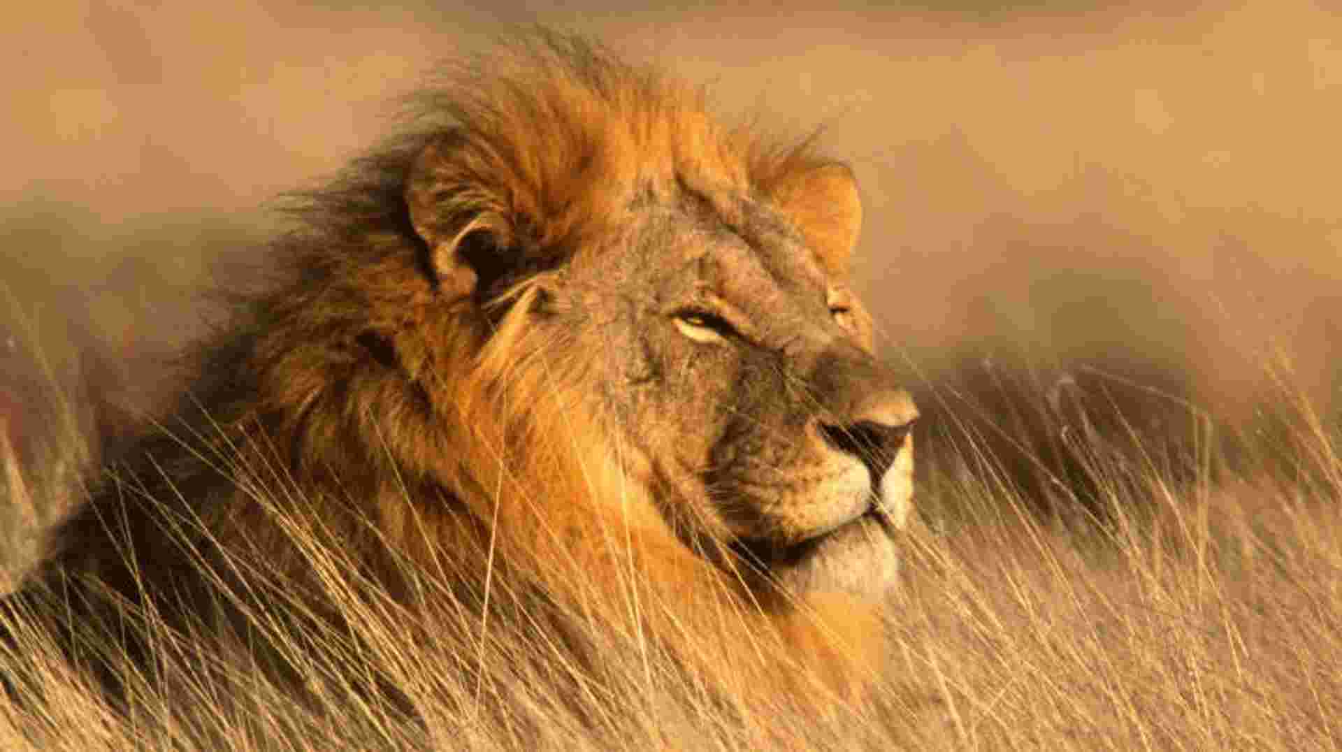 Wildebeest Migration Safari | 8 Days 