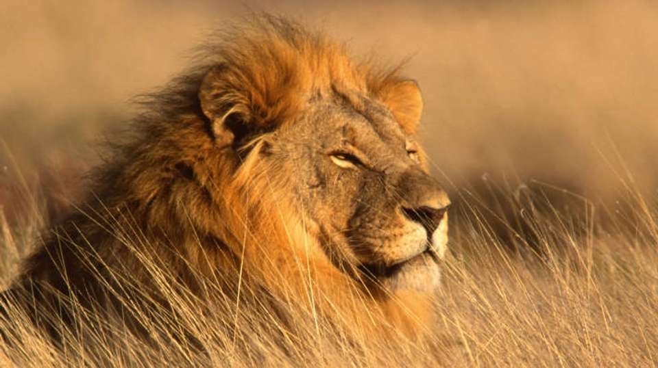 Wildebeest Migration Safari | 8 Days - Expect In Africa Safari - Tanzania - Image 1