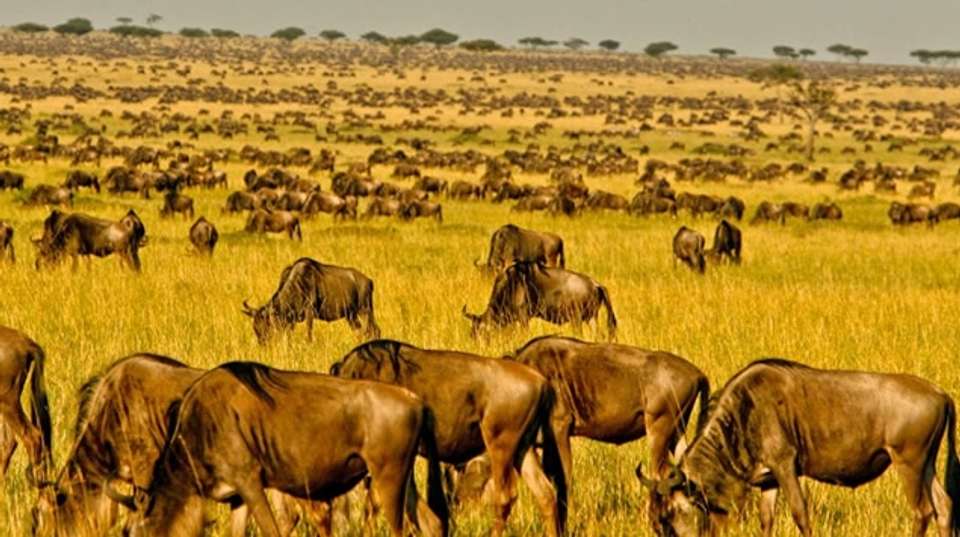 Wildebeest Migration Safari | 8 Days - Expect In Africa Safari - Tanzania - Image 6