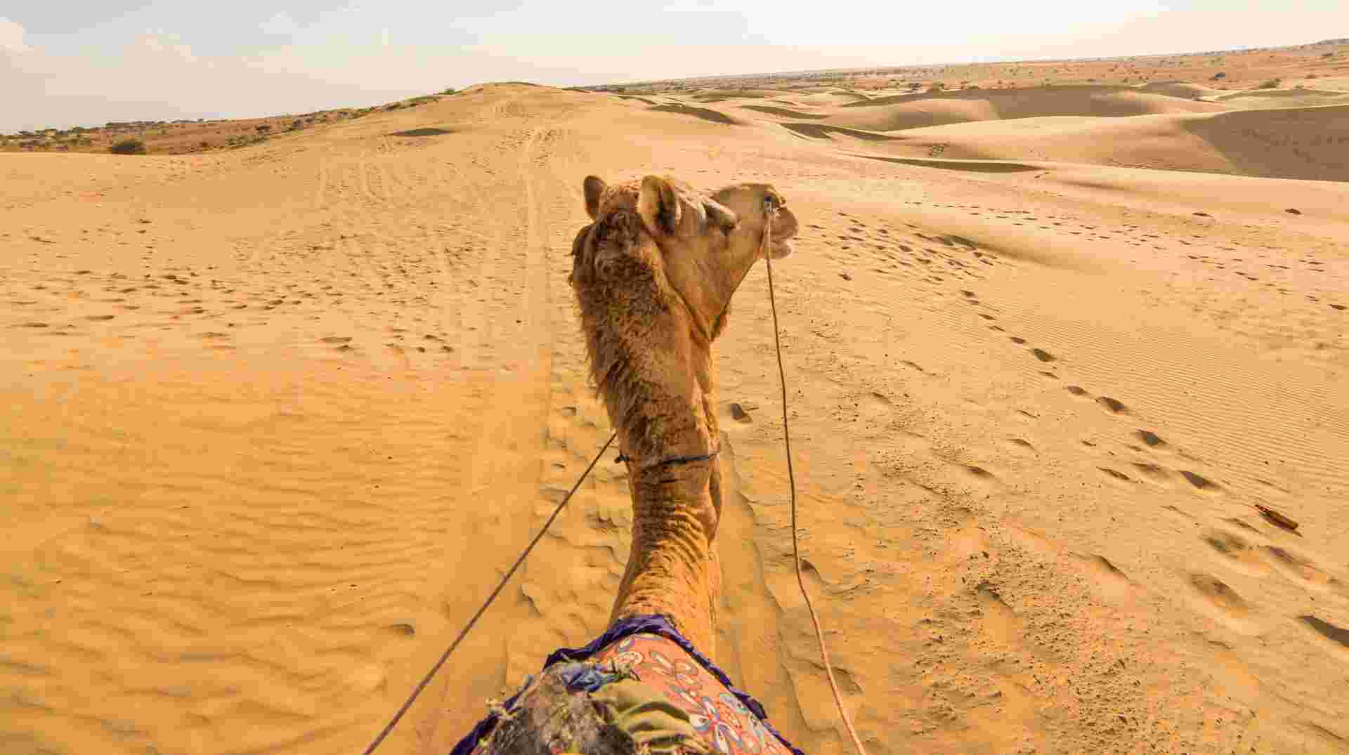 Camel Safari Day Tour In Jodhpur