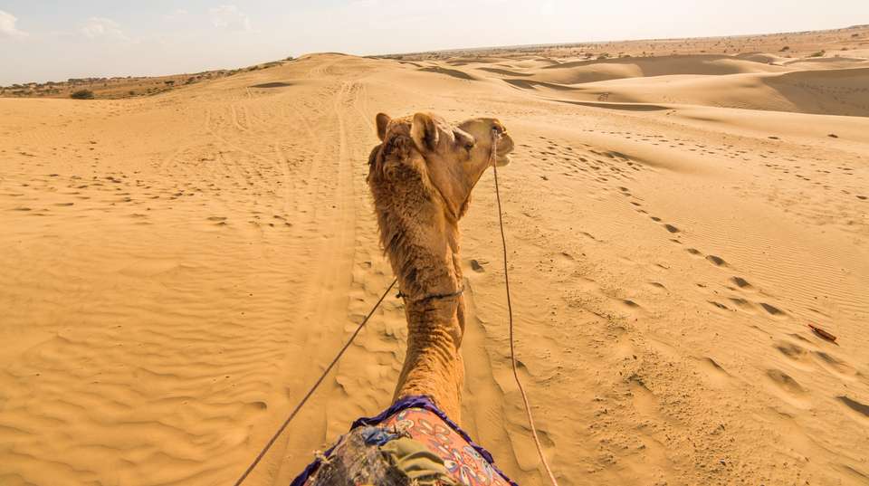 Camel Safari Day Tour In Jodhpur - Balaji Forex Tours & Travels - India - Image 1