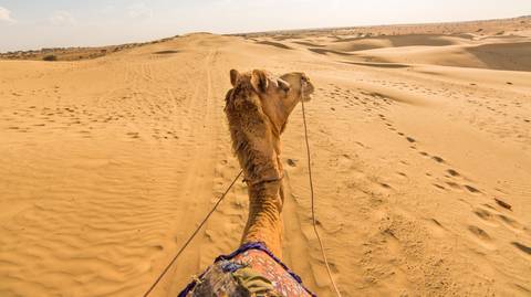 Camel Safari Day Tour In Jodhpur - February 2027