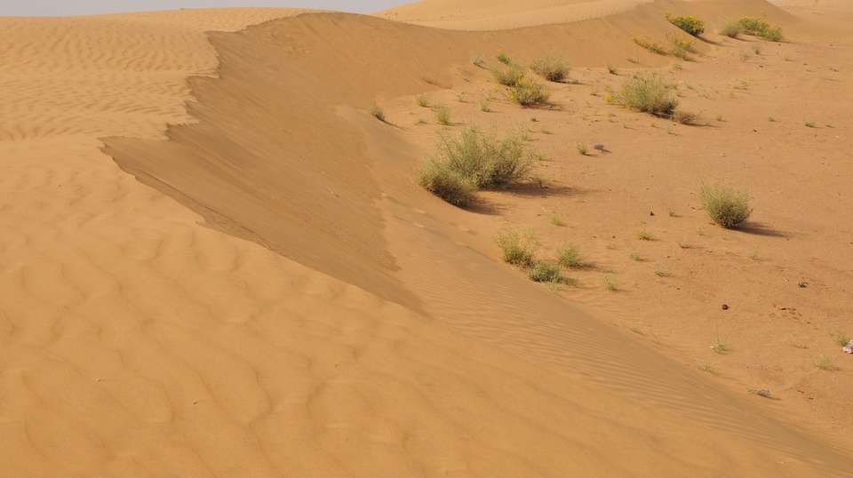 Camel Safari Day Tour In Jodhpur - Balaji Forex Tours & Travels - India - Image 3