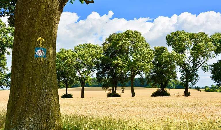 Camino de Santiago Walking Experience 8D/7N (from Porto via Tui) trip - alternative tour available