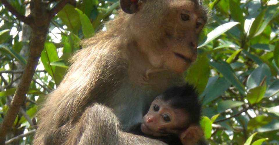 Can Gio Ecologic Area Excurions (Monkey Island) full day  - Roadstour Vietnam - Vietnam - Image 2
