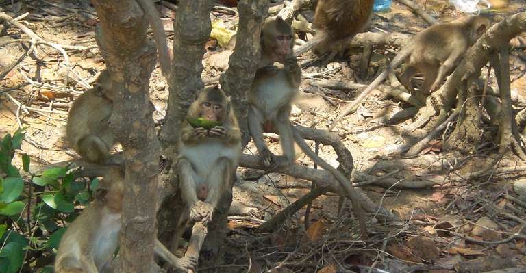 Can Gio Ecologic Area Excurions (Monkey Island) full day  trip - alternative tour available