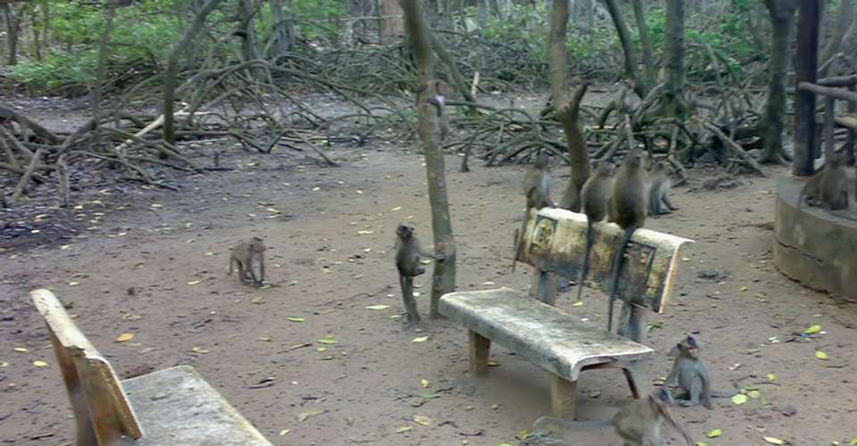 Can Gio - Monkey Island Excursion From Ho Chi Minh city - undefined - Image 5