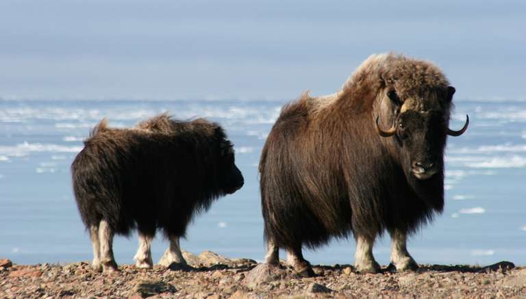 Canada's Remote Arctic: Northwest Passage - 12 days