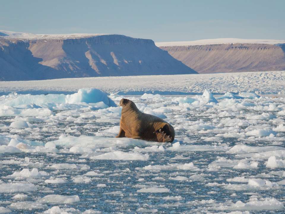 Canadian Arctic: Wildlife, Helicopters, & the Northwest Passage (Kangerlussuaq) - undefined - Image 6