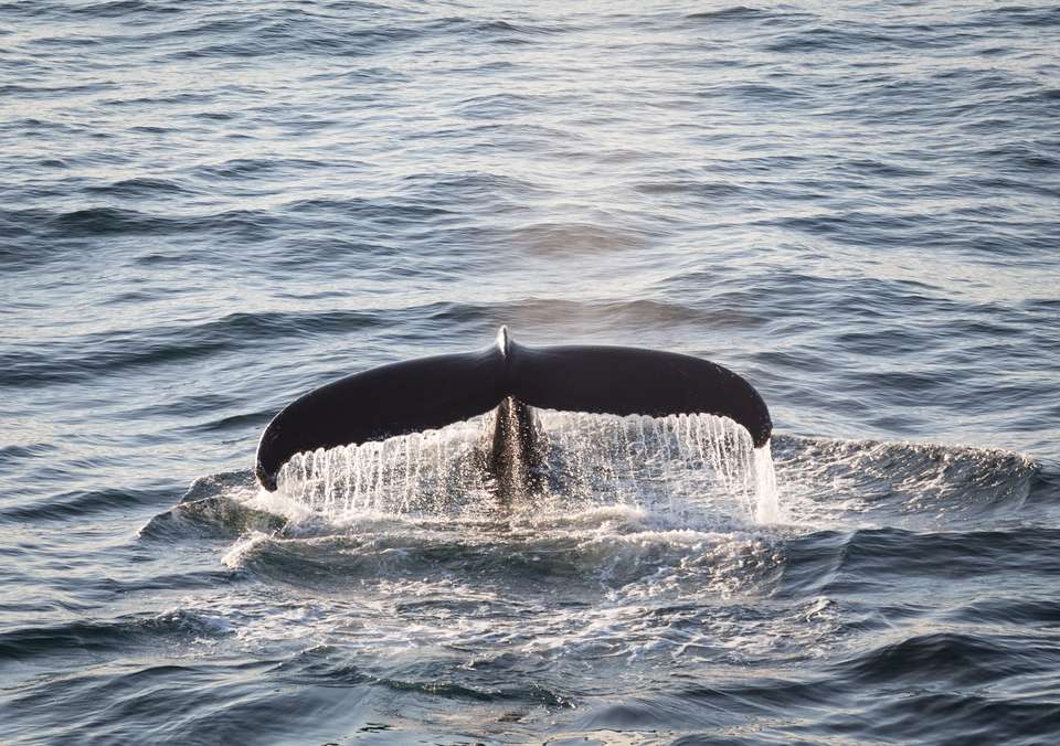 Canadian Arctic: Wildlife, Helicopters, & the Northwest Passage (Nuuk) - undefined - Image 4