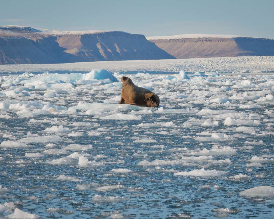 Canadian Arctic: Wildlife, Helicopters, & the Northwest Passage (Nuuk) - undefined - Image 10