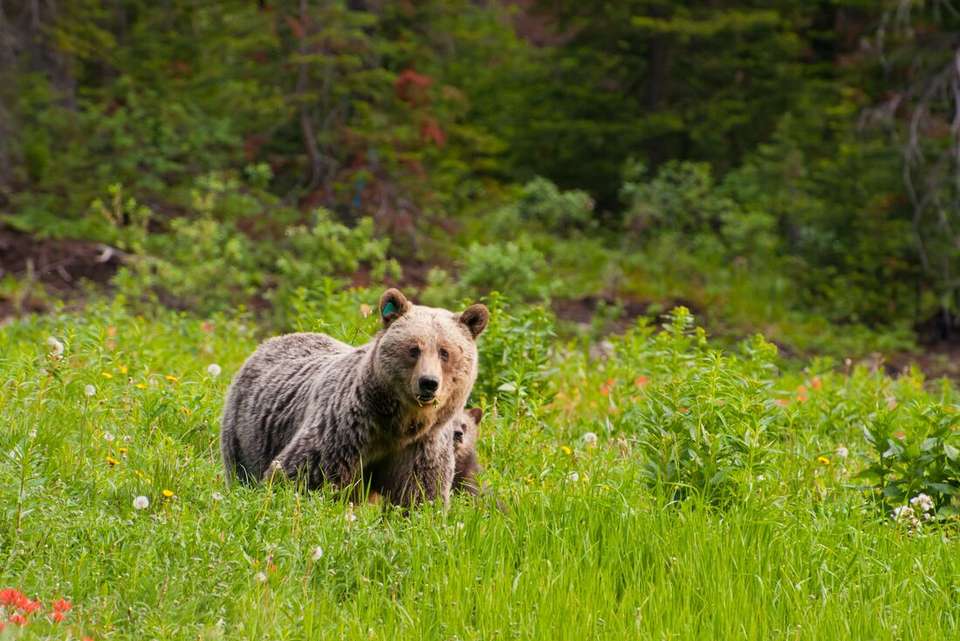 Canadian Rockies - Intrepid Travel - Canada - Image 4