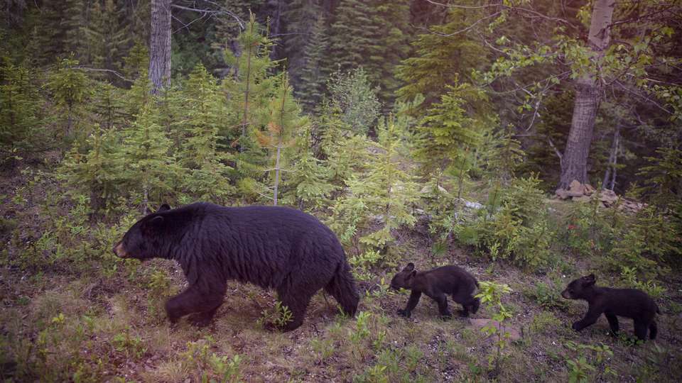 Canadian Rockies: National Parks Eastbound - G Adventures - Canada