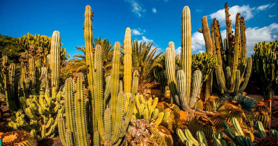 Canary Islands Walking - Gran Canaria - Explore - Spain - Image 2