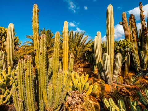 Active And Outdoor Tour: Canary Islands Walking - Gran Canaria