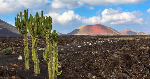 Canary Islands Walking - Lanzarote - February 2026