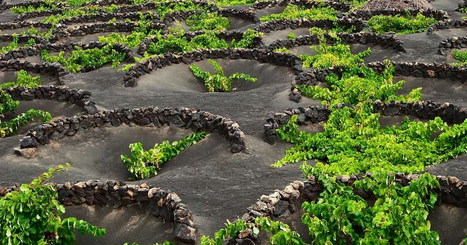 Canary Islands Walking - Lanzarote - undefined - Image 3