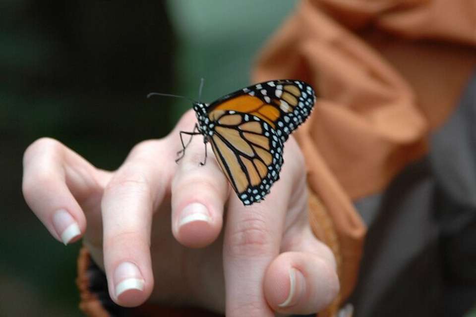 Canopy Zipline And Butterflies From Monteverde - Destination Services - Costa Rica - Image 6