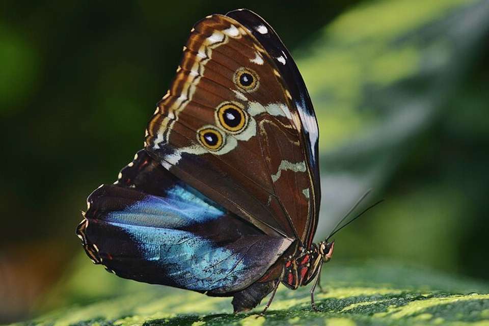 Canopy Zipline And Butterflies From Monteverde - Destination Services - Costa Rica - Image 7