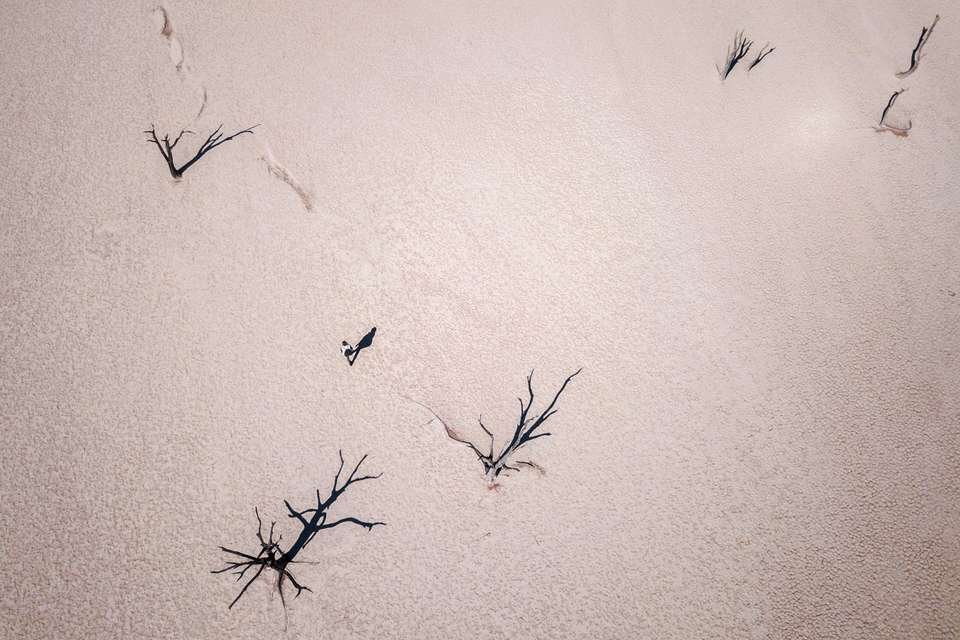 Cape & Dunes Northbound: Wildlife & Starry Night Skies - undefined - Image 20
