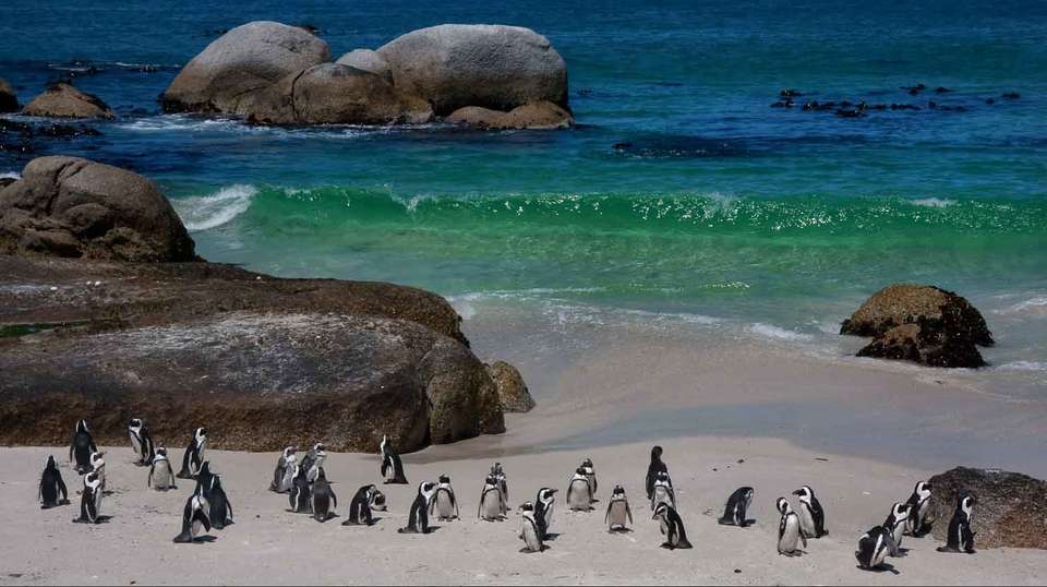Cape of Good Hope, Cape Point, Penguins and Peninsula - Cape Town Day Tours - South Africa - Image 6