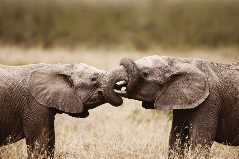 Africa Wildlife safaris and game drives Tour: Cape Town & the Garden Route