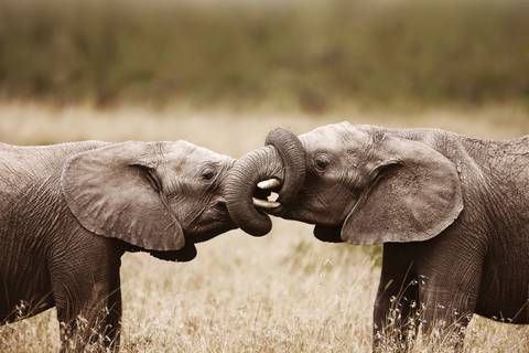 Africa Wildlife Safaris And Game Drives Tour: Cape Town & The Garden Route