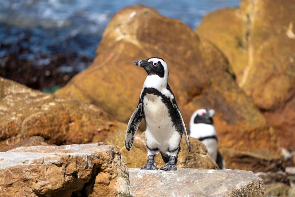 Cape Town & the Garden Route - Exodus Adventure Travels - South Africa