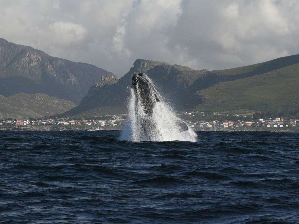 Cape Town & the Garden Route - 8 days - On The Go Tours - South Africa - Image 5