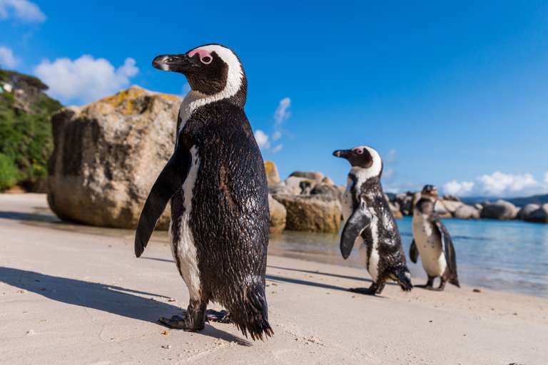 Cape Town Natural landmarks sightseeing Tour: Cape Town and the Garden Route - Premium Adventure