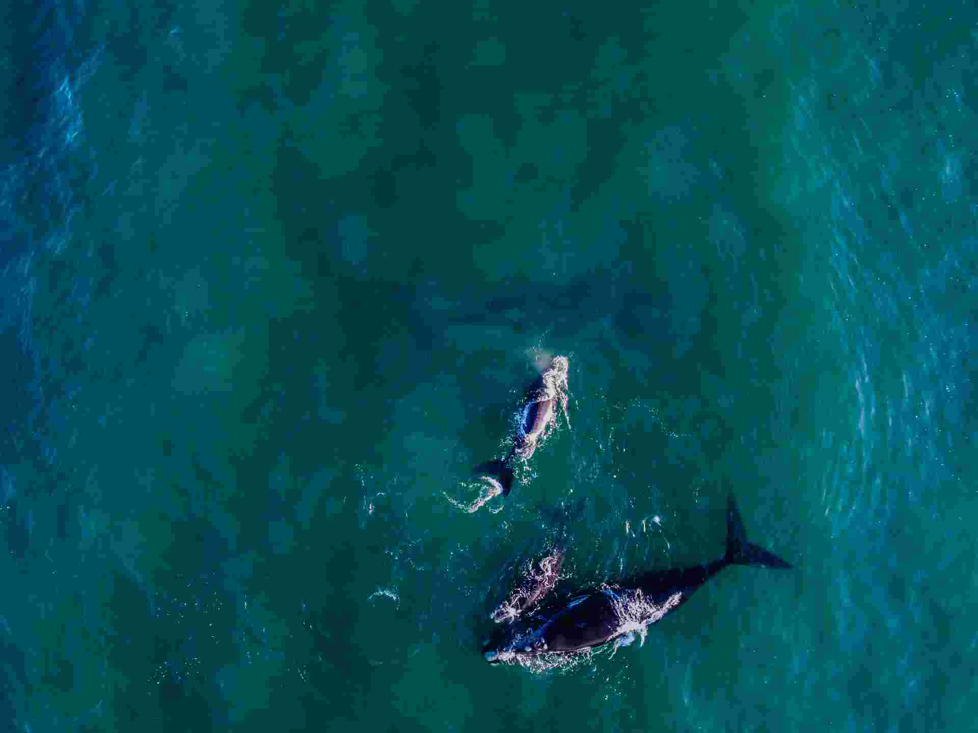 Cape Town and the Garden Route - Premium Adventure