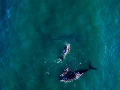 Cape Town And The Garden Route - Premium Adventure - January 2026