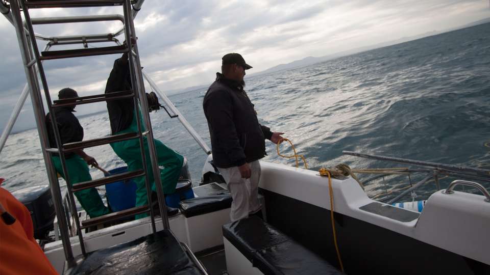 Cape Town Day Tour: Shark Cage Diving (full day) - G Adventures - South Africa - Image 1