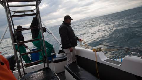 Cape Town Day Tour: Shark Cage Diving (full Day) - June 2026