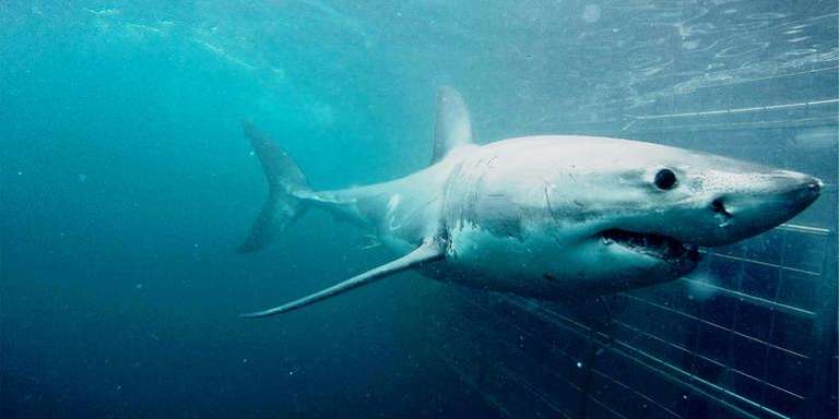 Cape Town Day Tour: Shark Cage Diving (full day) trip - alternative tour available