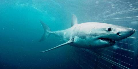 Cape Town Day Tour: Shark Cage Diving (full Day) - December 2026