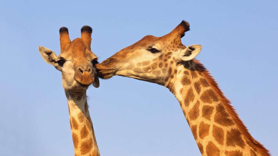 Cape Town, Garden Route And Eastern Cape - Destination Services - South Africa - Image 15