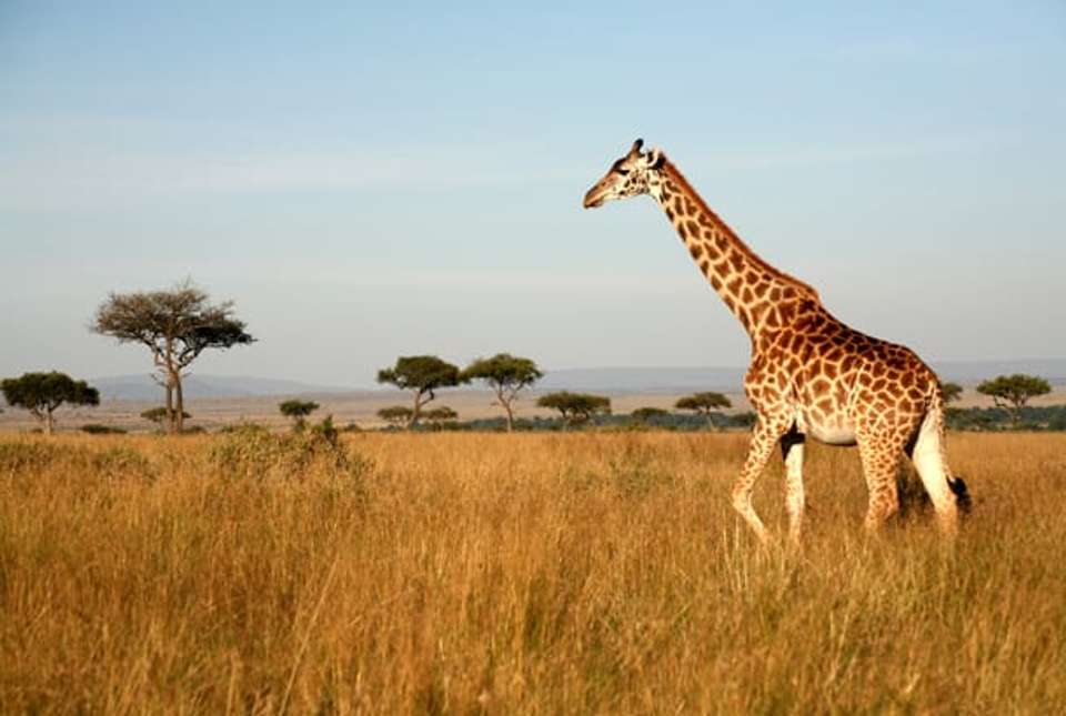 Cape Town, Garden Route & Safari - 11 days - On The Go Tours - South Africa - Image 9