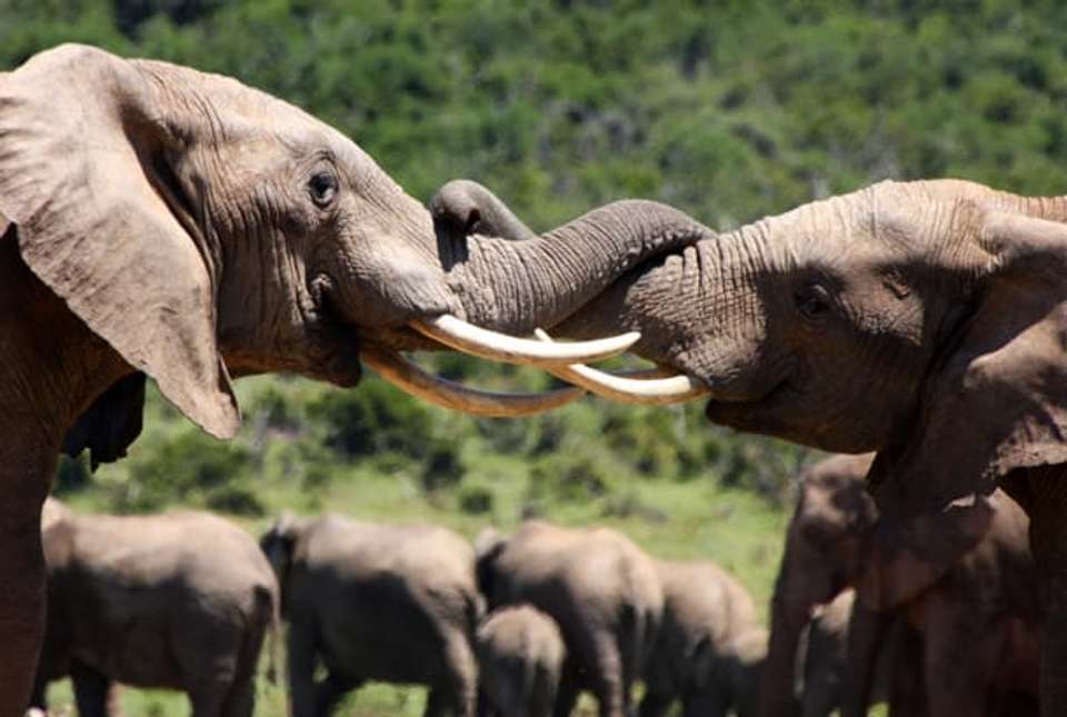 Cape Town, Garden Route & Safari - 11 days - On The Go Tours - South Africa - Image 10